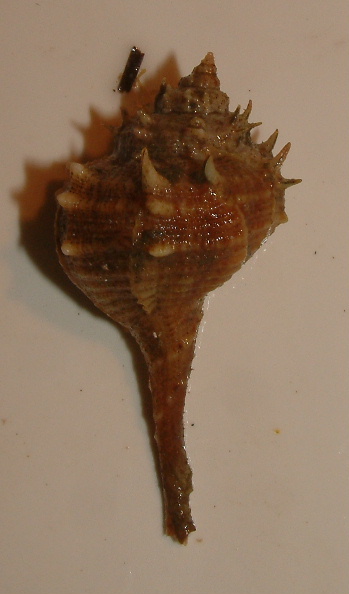 Neptunea contraria